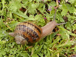 Helix aspersa / Cornu aspersum : Градински охлюв
