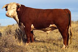 Herefordas bullis