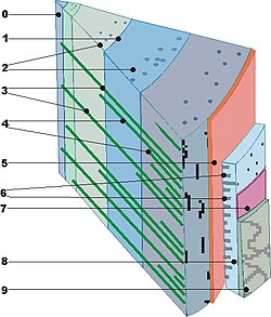 Schematic cross section of wood: 0 pith, 1 annual ring boundary, 2 resin canals, 3 primary wood rays, 4 secondary wood rays, 5 cambium, 6 wood rays of bast, 7 cork cambium, 8 bast, 9 bark.