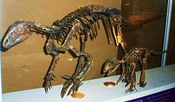 Exempláře NHM R5829 a R5830 v Natural History Museum, Londýn  