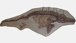 Specimen fosil de I. breviceps