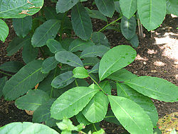 Liście yerba mate