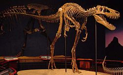 "Jane" im Burpee Museum in Rockford, Illinois