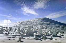 Přísné zimní klimatické podmínky na alpské linii stromů způsobují zakrnělý růst krumholce. Karkonosze, Polsko.