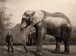 Jumbo og Scotty i juni 1882  