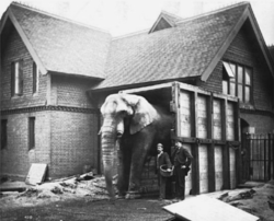 Scotty overtaler Jumbo til at gå gennem kassen uden for London Zoo's elefanthus  