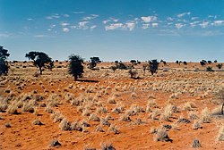 Namibya'da Kalahari