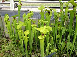Plantele cu ulcior din America, Sarracenia, cresc ulcioare din rădăcini.