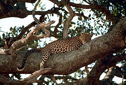 Leopard na stromě