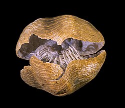 Brachiopods filtruoja planktoną naudodami specializuotą organą - lopoforą. Šio organo silicifikuotų skeletų aptinkama tik išimtinais atvejais. Jį galima pamatyti šiame Liospiriferina egzemplioriuje iš juros periodo