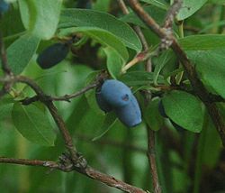 Lonicera caerulea fructe de pădure  