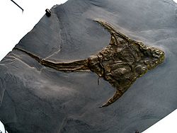 Lunaspis , eine der kleinen frühen Petalichthyiden, aus Schiefergestein des Unterdevon