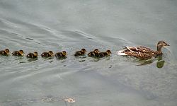 Dove va lei, vanno loro: il risultato dell'imprinting