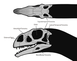 Этот череп Massospondylus демонстрирует две височные фенестры, типичные для диапсид, плюс анторбитальную фенестру перед глазами.