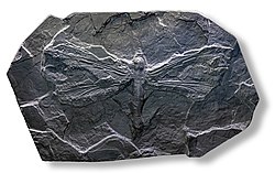 Meganeura  