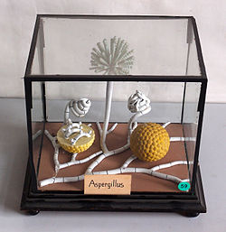 Un model de Aspergillus