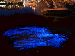 比利时Zeebrugge游艇港Noctiluca scintillans生物发光的长曝光图像