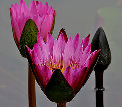 Nymphaea nouchali berwarna Fuchsia di Hyderabad, Andhra Pradesh