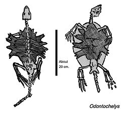 Náčrt fosilie Odontochelys.