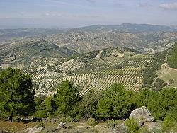 Oljke v mestu Jaén v Andaluziji.