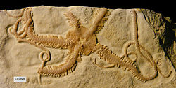 Ophiopetra lithographica , juros periodo trapioji žvaigždė iš Regensburgo (Vokietija).