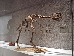 Oviraptor philoceratops : Lägg märke till den mycket avledda kranieformen.