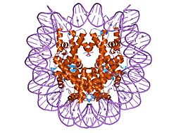 DNA på ydersiden snor sig rundt histon på indersiden. Set fra toppen gennem den spiralformede akse