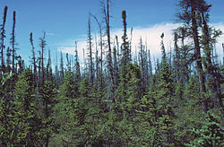 Tajga świerka czarnego, Copper River, Alaska