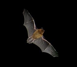 Pipistrellus pipistrellus lennossa