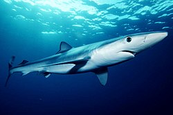 Un requin bleu