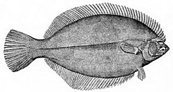 Platija de invierno, Pseudopleuronectes americanus  