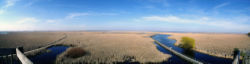 Palude a Point Pelee, Ontario, Canada
