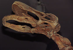 Odlitek lebky, Royal Ontario Museum