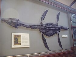 Viens no Marijas Anningas atradumiem: Rhomaleosaurus Dabas vēstures muzejā, Londonā