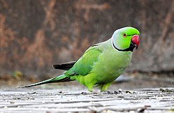 Ein Rosensittich (Psittacula krameri)