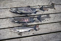 Keta-Lachs einer Brutsaison
