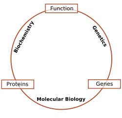 Relazione schematica tra biochimica, genetica e biologia molecolare