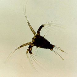 Nauplius larva kopepoda