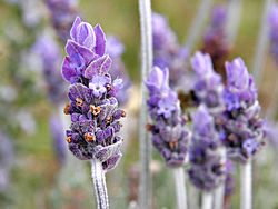 une fleur de lavande