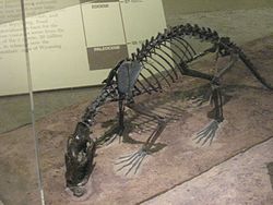 Sinopa grangeri