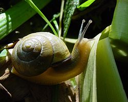 Cepaea nemoralis , гробен охлюв