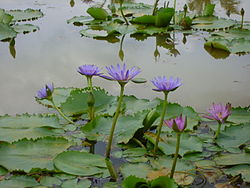 Nymphaea nouchali yang berbunga biru