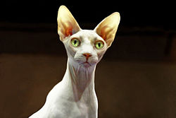 Sphynxen sind freundlich und nicht scheu.