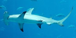Un grand requin-marteau