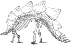 Marshin vuonna 1896 tekemä kuva Stegosauruksen luista, dinosauruksen, jonka hän kuvasi ja nimesi vuonna 1877.