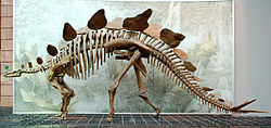 Stegosaurus  