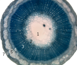 Przekrój poprzeczny łodygi lnu: 1. lit2 . protoxylem3 . ksylem4 . łyko5 . sklerenchyma (włókno łykowe) 6. kora7 . epiderma