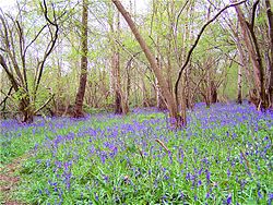 Campainhas azuis em madeira de Swithland