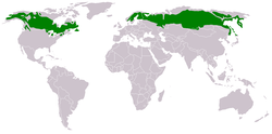 Tajga występuje w wysokich północnych szerokościach geograficznych, tuż poniżej tundry i tuż powyżej stepów