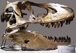 Ένα κρανίο Tarbosaurus